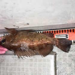 シーモンキー 釣果