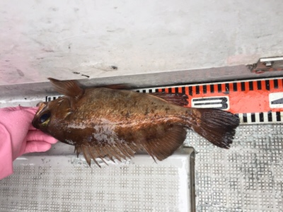 シーモンキー 釣果