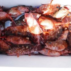 遊漁船 幸友丸 釣果