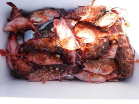 遊漁船 幸友丸 釣果