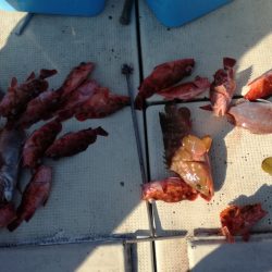 リトルワン 釣果