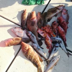 リトルワン 釣果