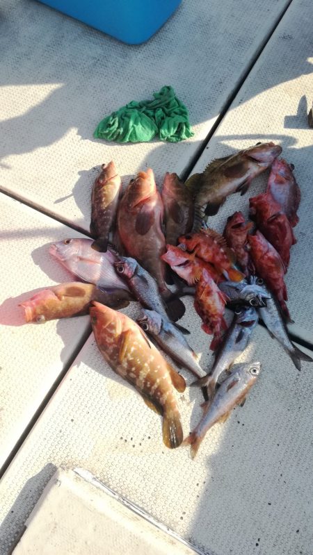 リトルワン 釣果