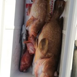 リトルワン 釣果