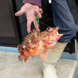 リトルワン 釣果