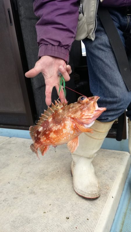 リトルワン 釣果