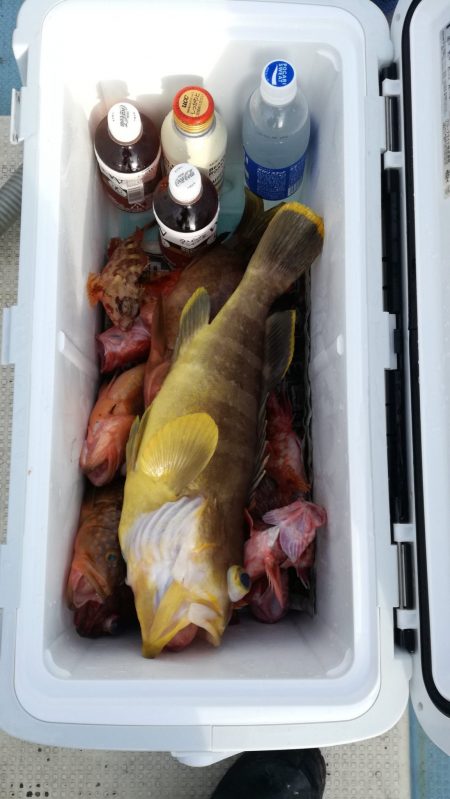 リトルワン 釣果