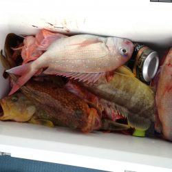 リトルワン 釣果