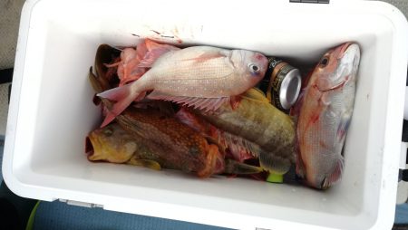 リトルワン 釣果