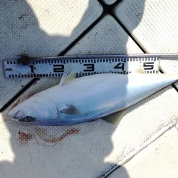 リトルワン 釣果