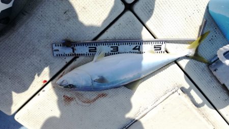 リトルワン 釣果