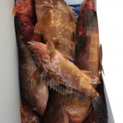 リトルワン 釣果