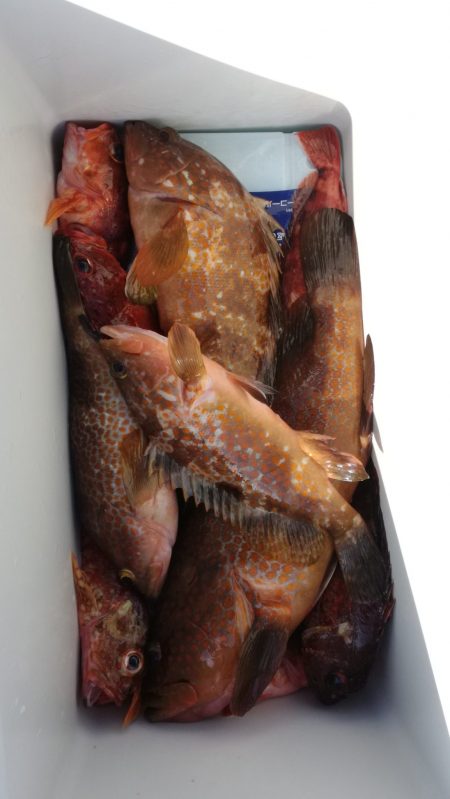 リトルワン 釣果