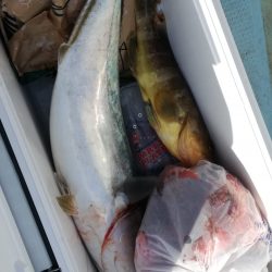 リトルワン 釣果