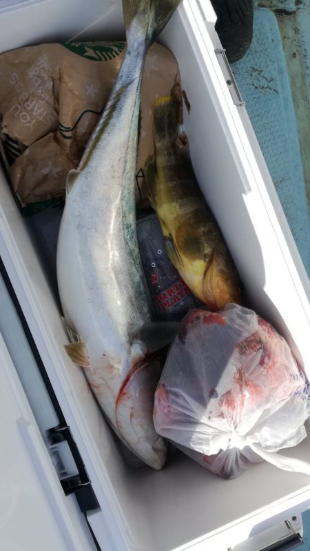 リトルワン 釣果