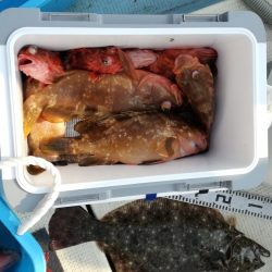 リトルワン 釣果