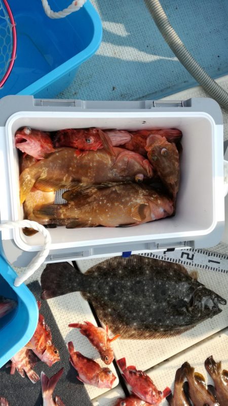 リトルワン 釣果