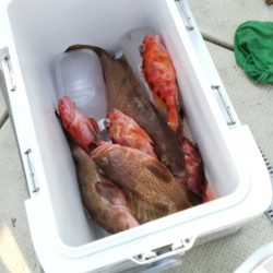 リトルワン 釣果