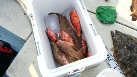 リトルワン 釣果