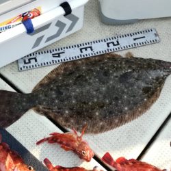 リトルワン 釣果