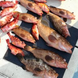 リトルワン 釣果