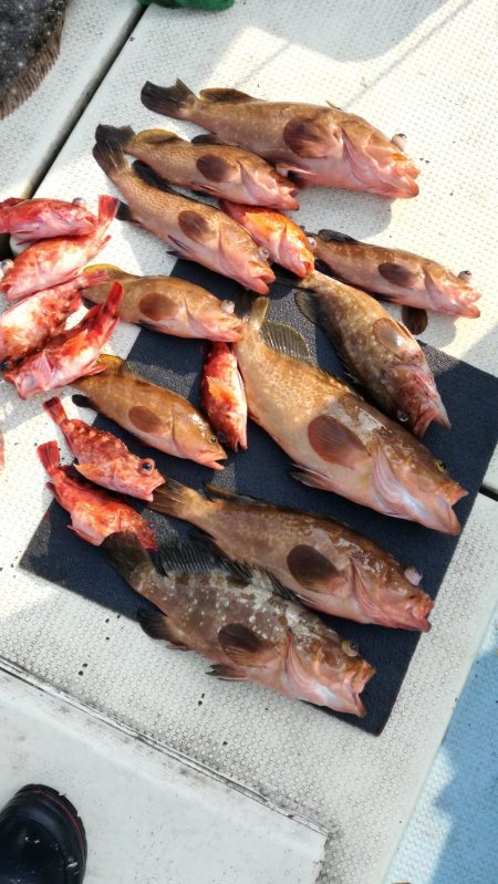 リトルワン 釣果