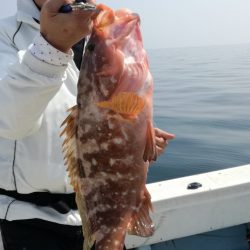 リトルワン 釣果