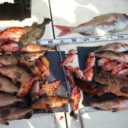 リトルワン 釣果