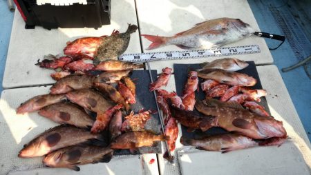 リトルワン 釣果