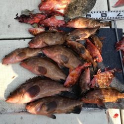 リトルワン 釣果