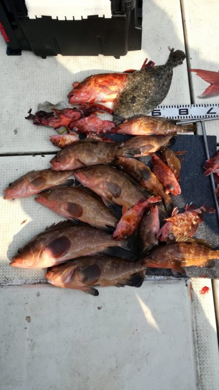 リトルワン 釣果