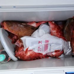 リトルワン 釣果