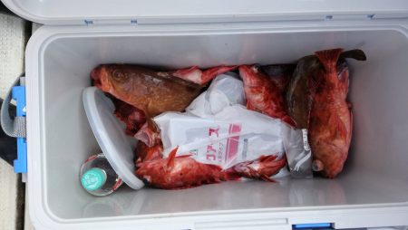 リトルワン 釣果