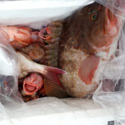 リトルワン 釣果