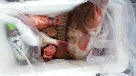 リトルワン 釣果