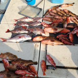 リトルワン 釣果