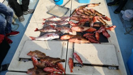 リトルワン 釣果