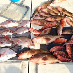 リトルワン 釣果