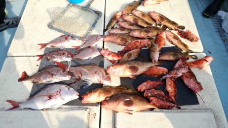 リトルワン 釣果