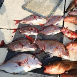 リトルワン 釣果