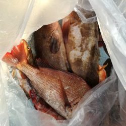 リトルワン 釣果