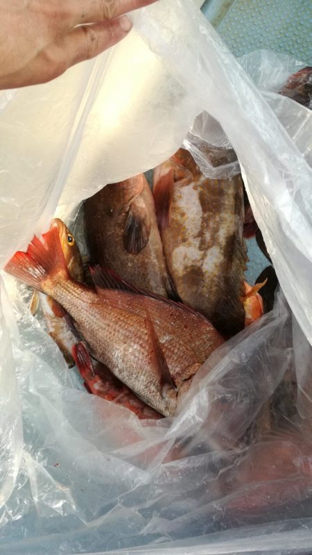 リトルワン 釣果