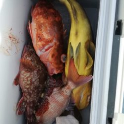 リトルワン 釣果