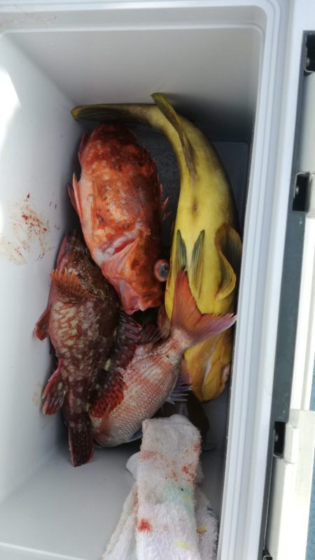 リトルワン 釣果