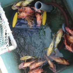 リトルワン 釣果