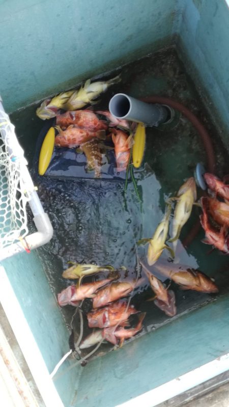 リトルワン 釣果