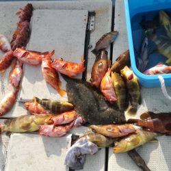 リトルワン 釣果