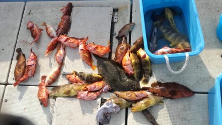 リトルワン 釣果