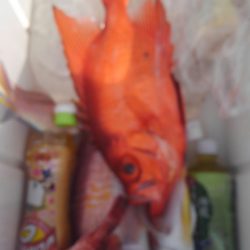 遊漁船 新鋭丸 釣果