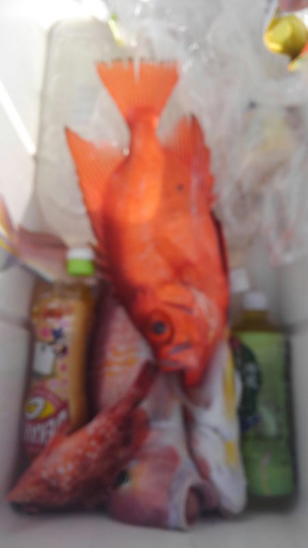 遊漁船 新鋭丸 釣果